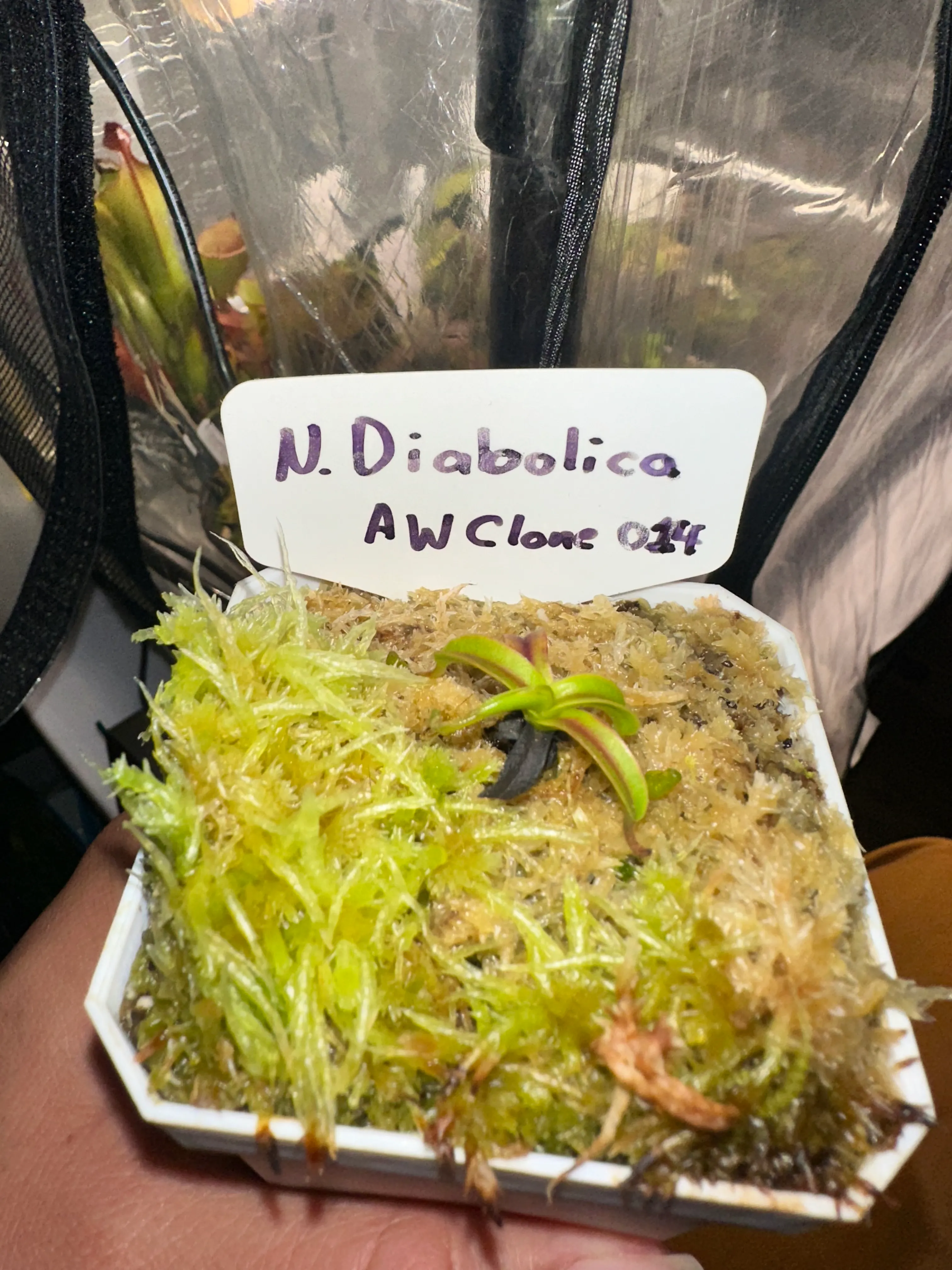 Nepenthes Diabolica by marklt