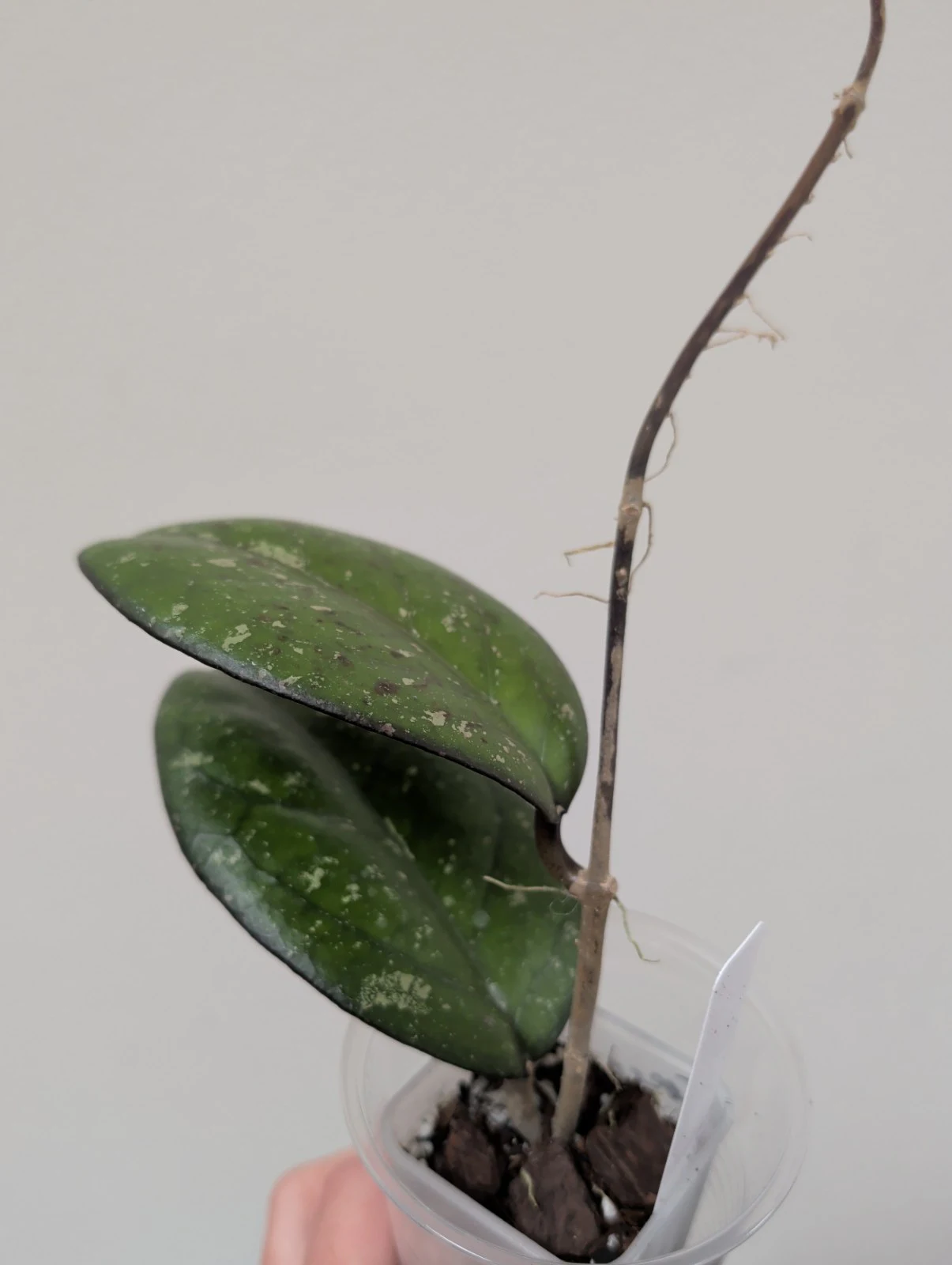 Hoya Ceereen by meg