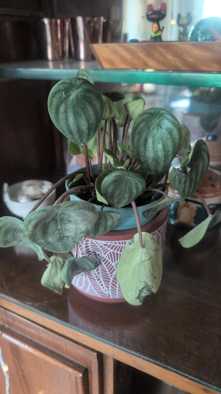 Peperomia argyreia by Sanjana