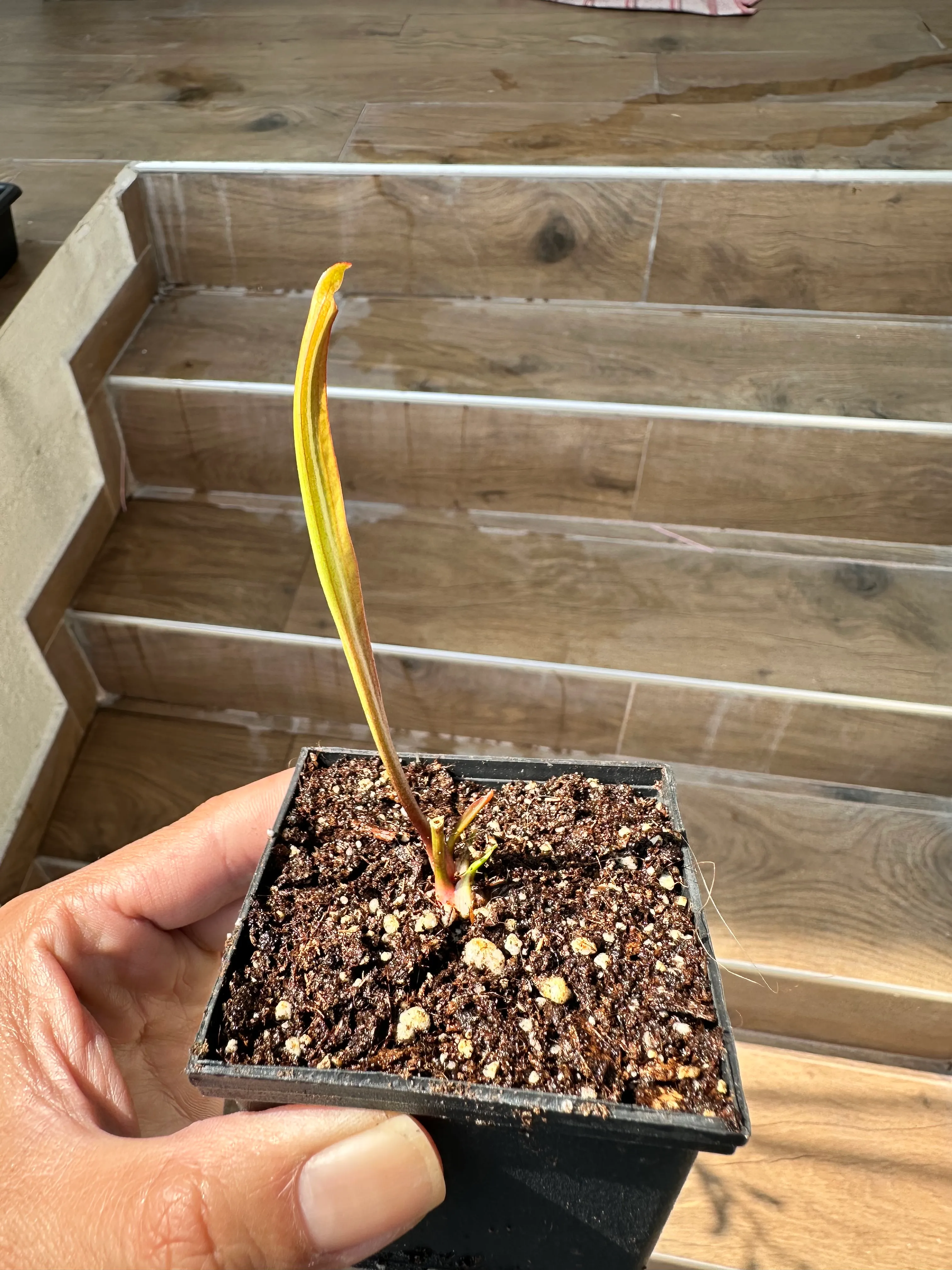 Sarracenia Legacy x Megamouth by marklt