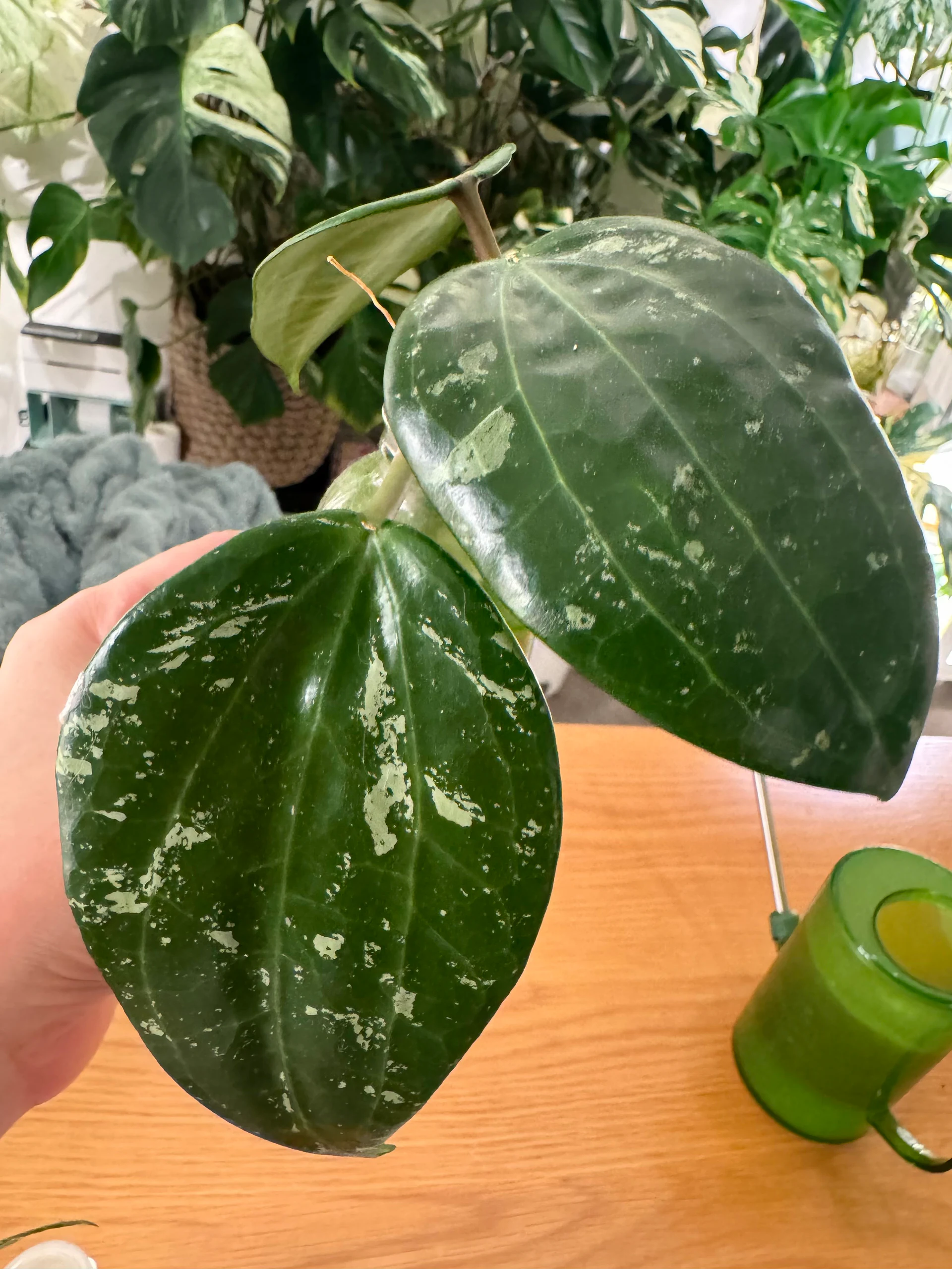Hoya latifolia 'Splash' by Labuleaf
