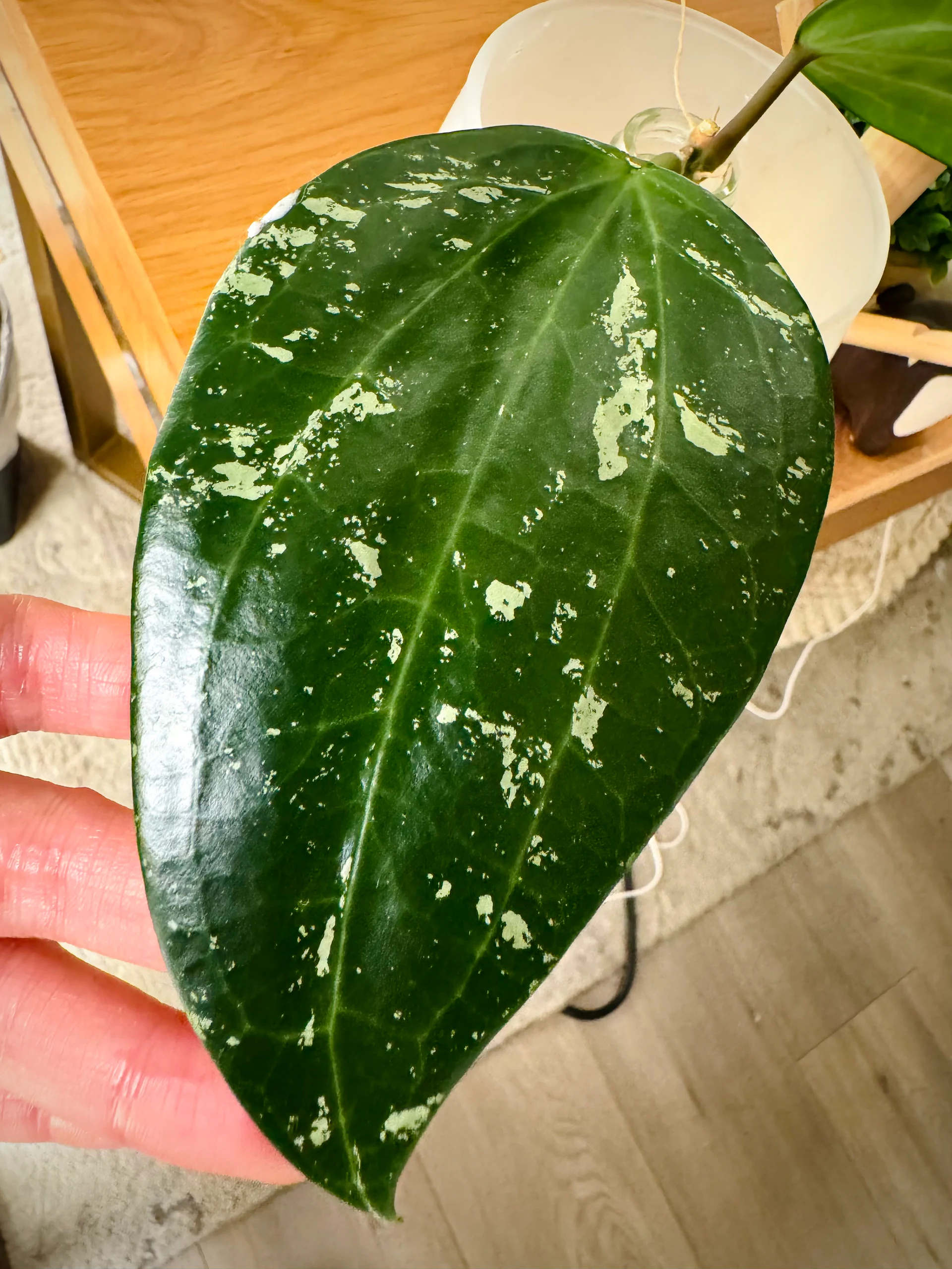 Hoya latifolia 'Splash' by Labuleaf