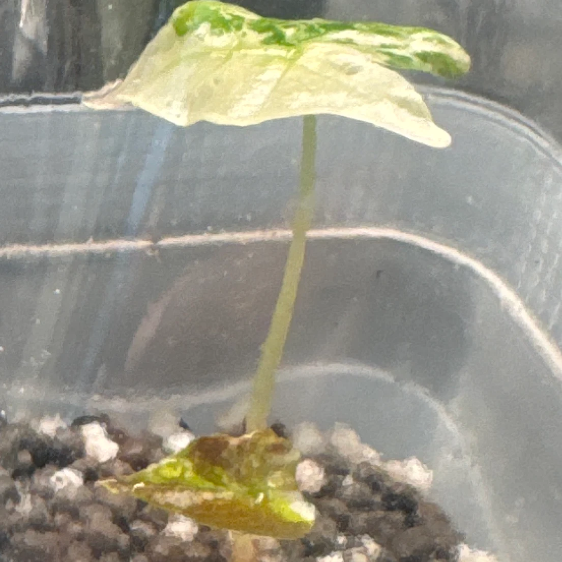 Alocasia nobilis 'Variegata' by Zharia