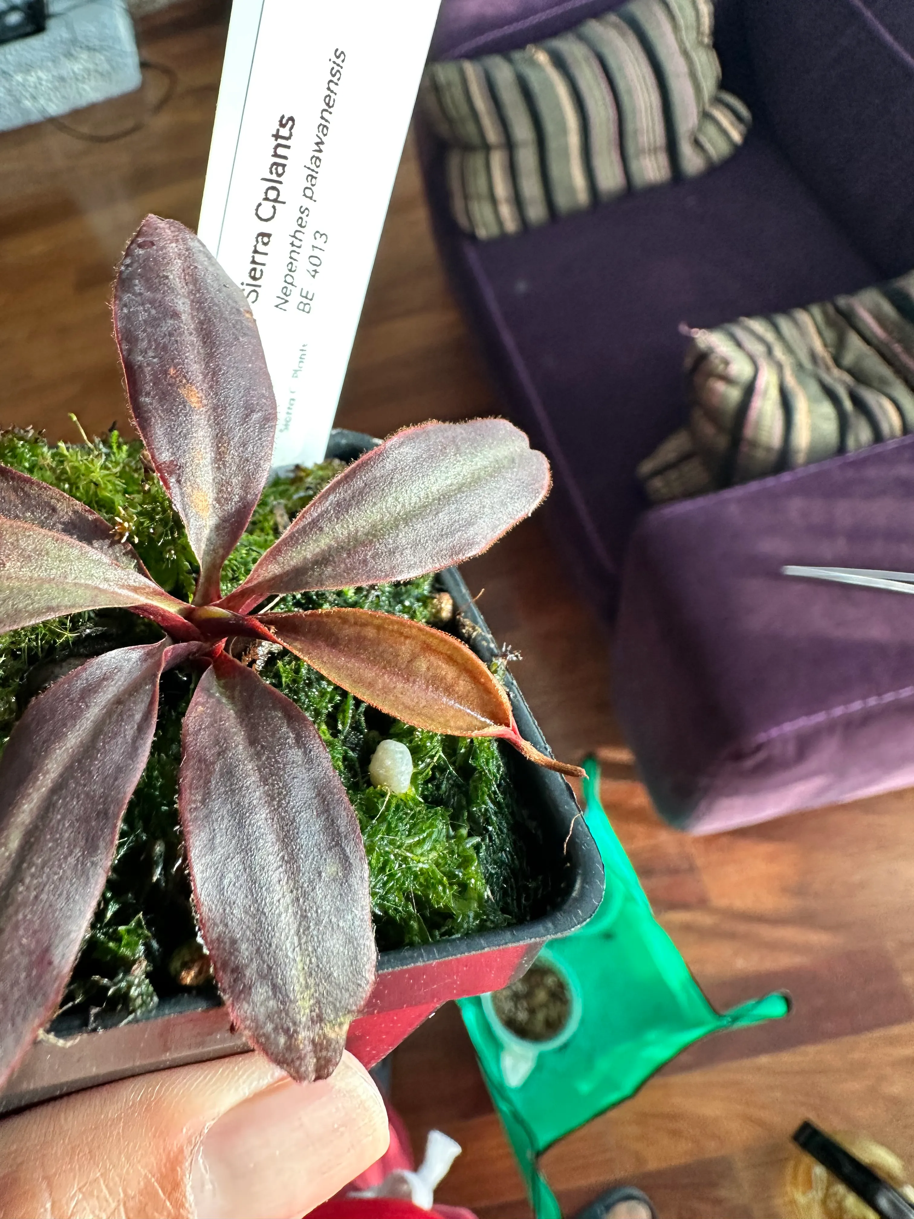 Nepenthes Palawanensis by marklt