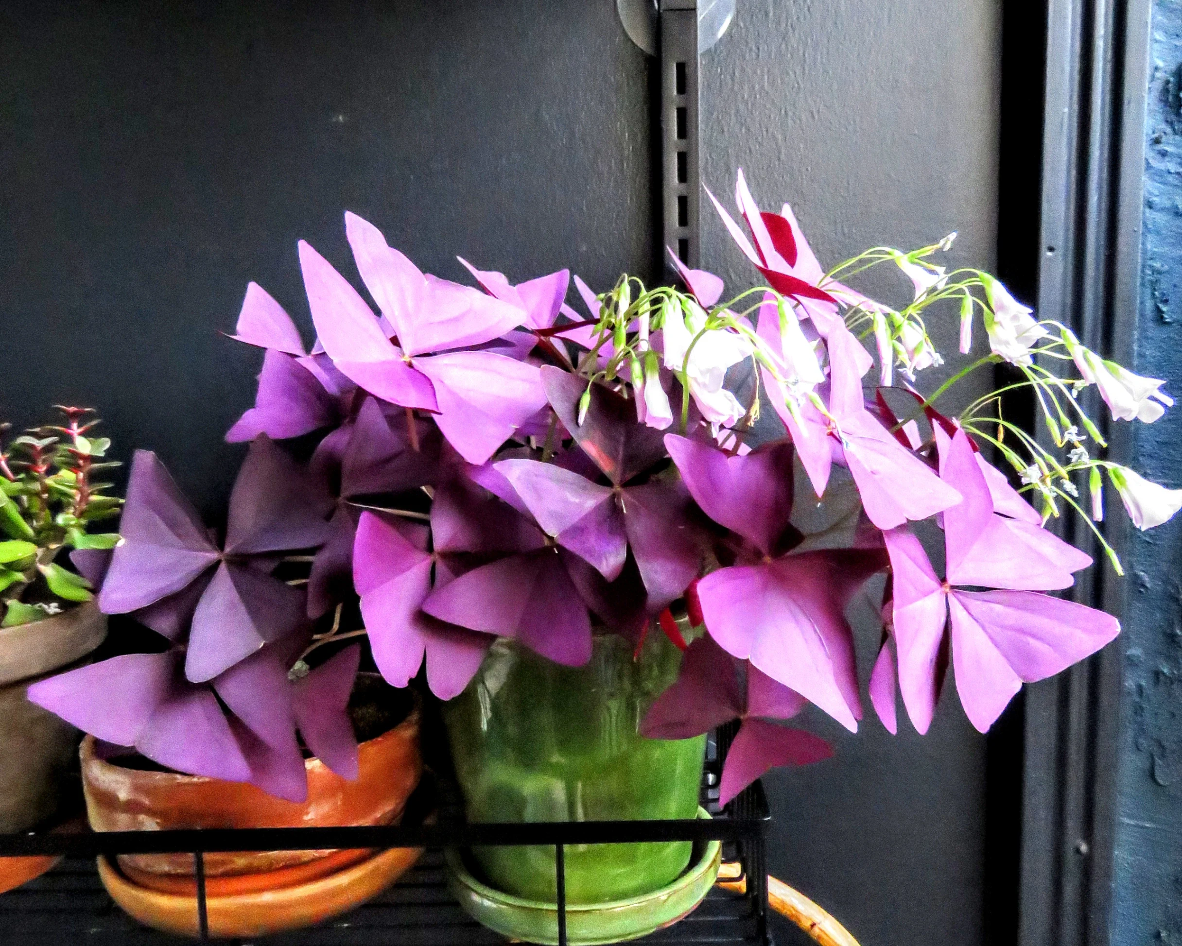 Oxalis triangularis by casicescollects