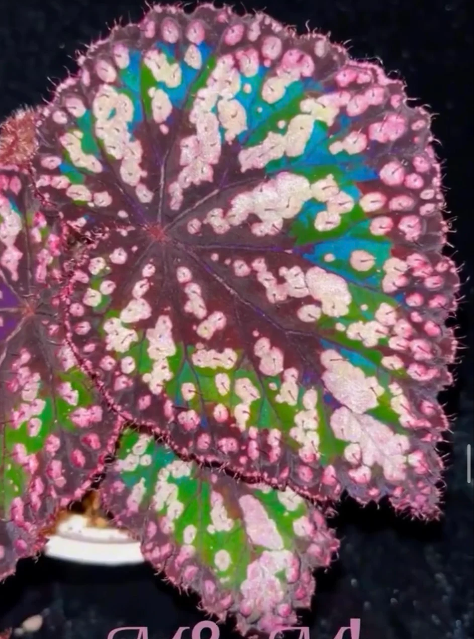 Begonia 'M&M's' by NashvilleNDP