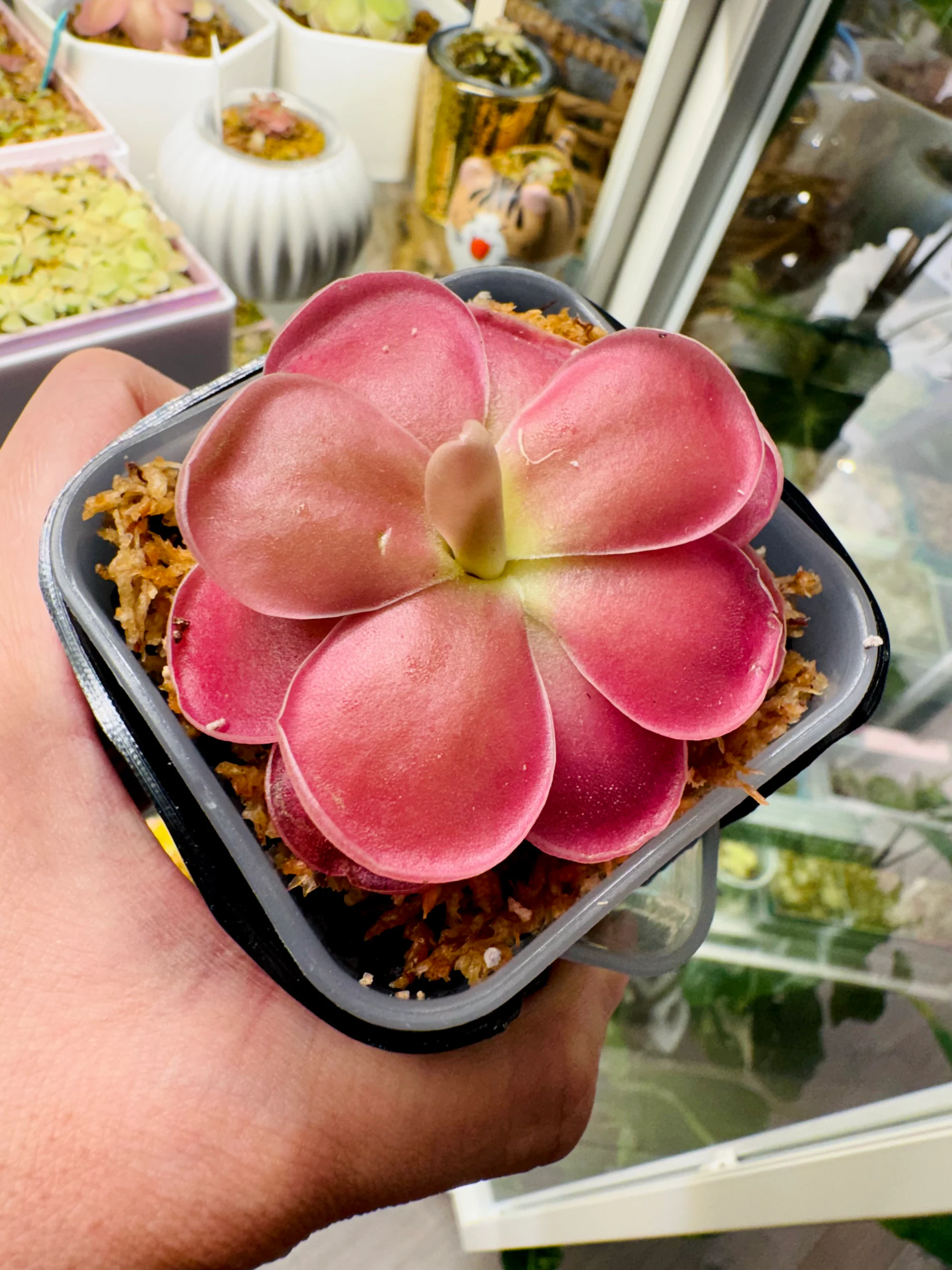 Pinguicula gigantea red x jaumavensis 'Pinguicula 'Aphrodite'' by Labuleaf