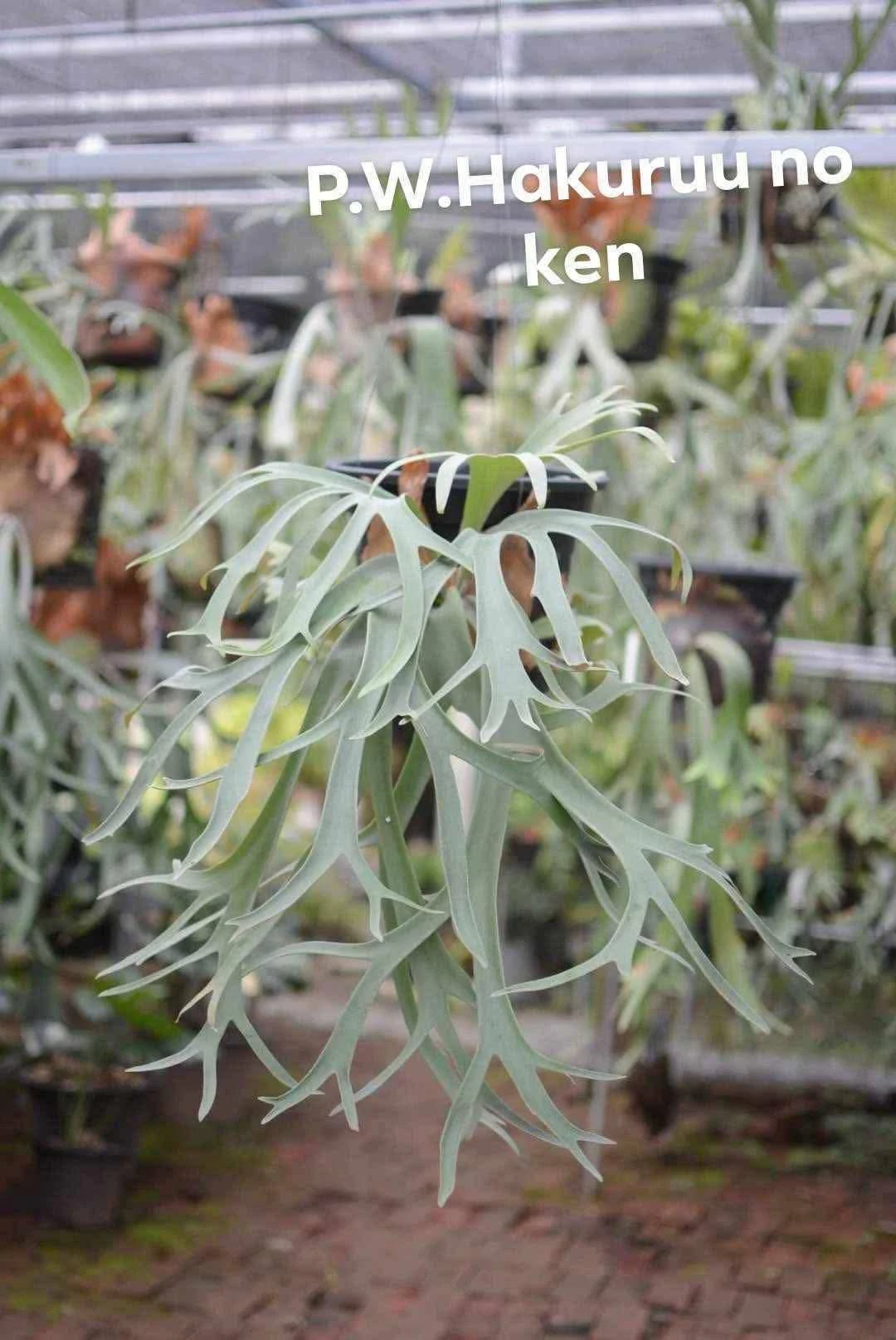 Platycerium Hakuruu Noken x white rose sporeling by aroot