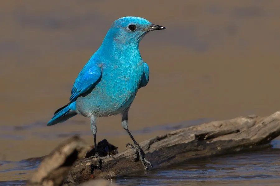 Mountain Bluebird Sialia currucoides by genevieve