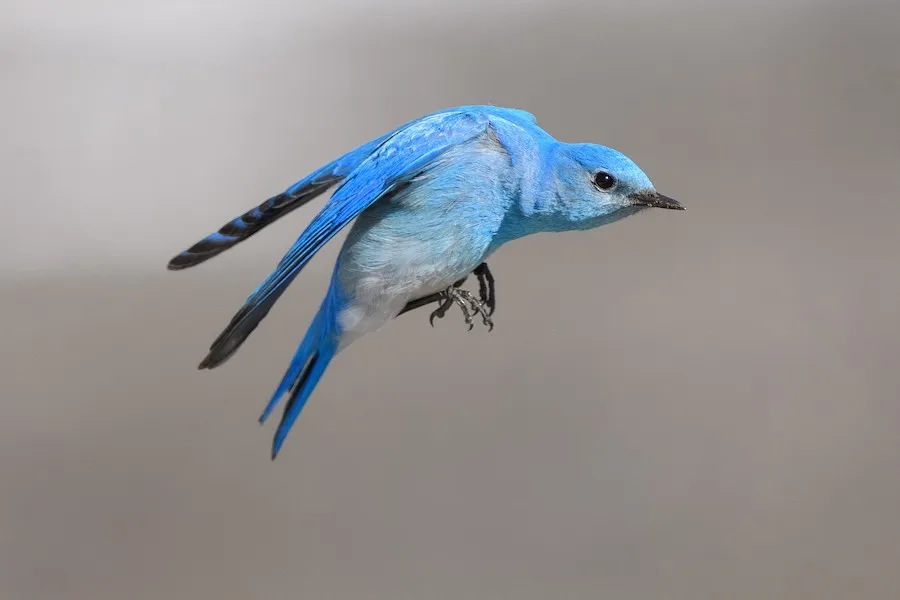 Mountain Bluebird Sialia currucoides by genevieve