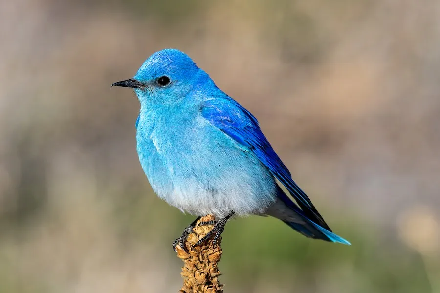 Mountain Bluebird Sialia currucoides by genevieve