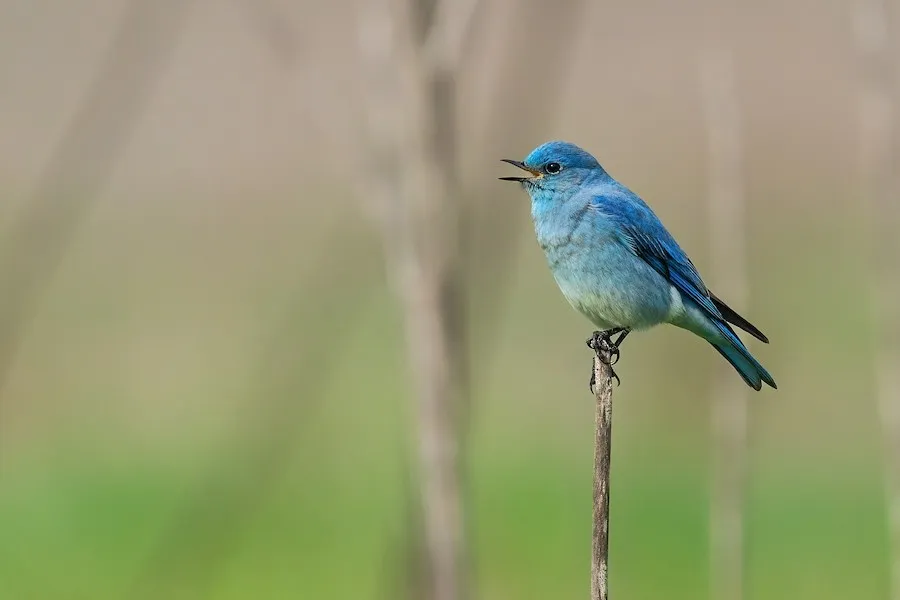 Mountain Bluebird Sialia currucoides by genevieve