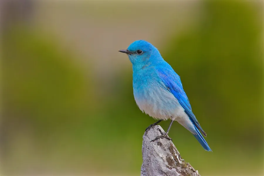 Mountain Bluebird Sialia currucoides by genevieve
