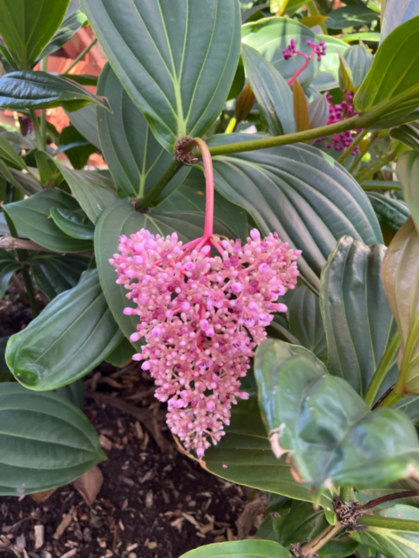 Medinilla speciosa by markymark