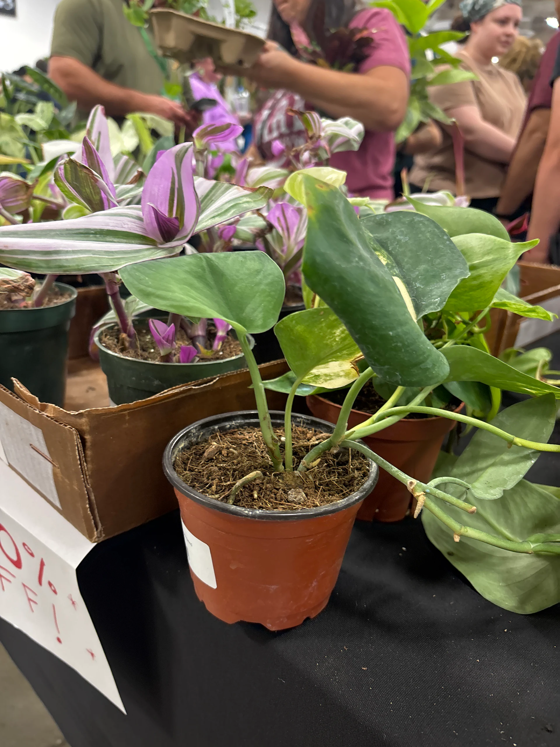 Epipremnum aureum by adolfoosorio