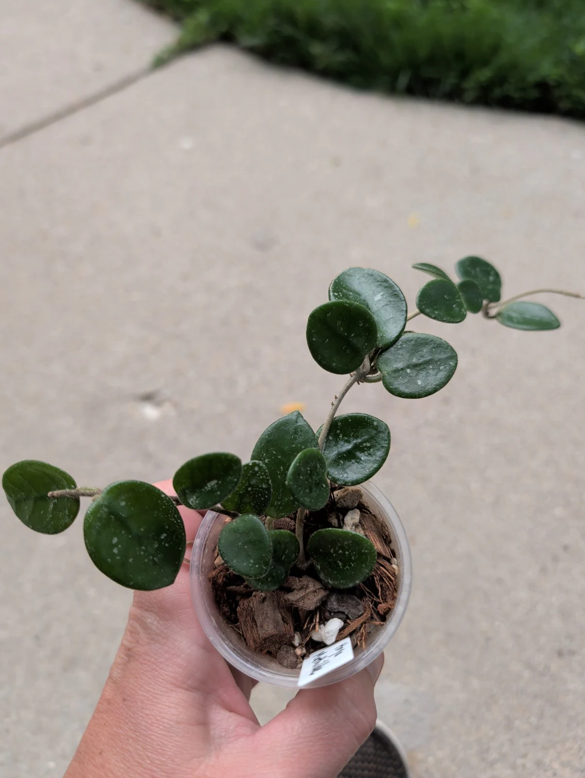Hoya Mathilde by meg