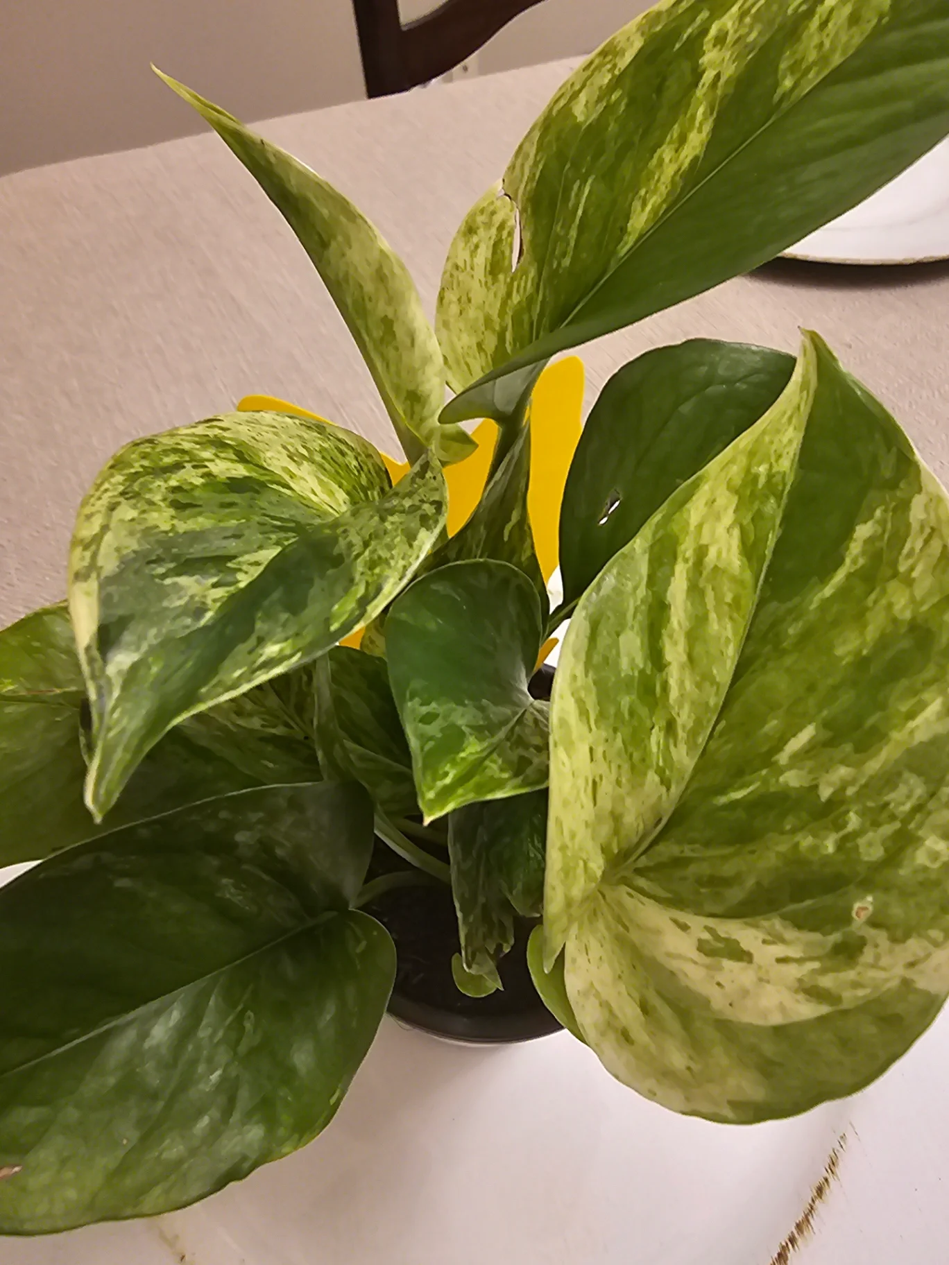 Epipremnum aureum 'Marble Queen' by Mslatinatx73