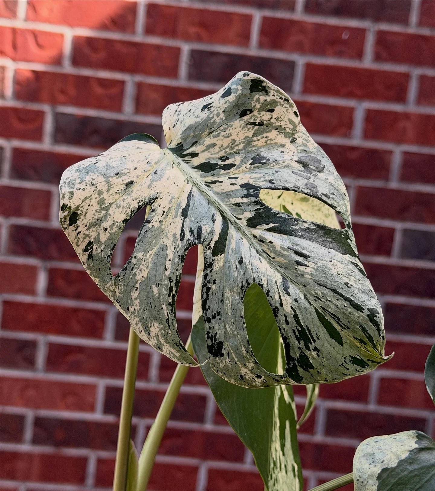 Monstera by BloomingHouse