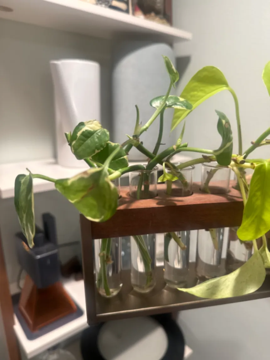 Epipremnum aureum by Ethan