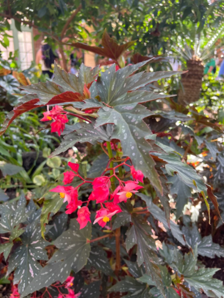 Begonia Lucerna by markymark