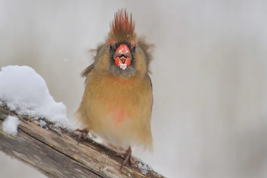 Northern Cardinal Cardinalis cardinalis by kurt