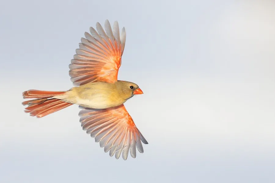 Northern Cardinal Cardinalis cardinalis by kurt
