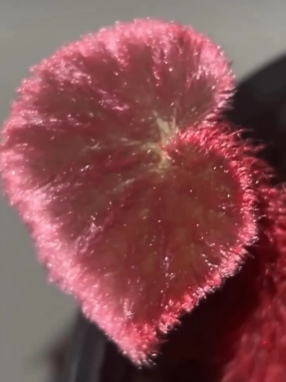 Begonia versicolor by NashvilleNDP