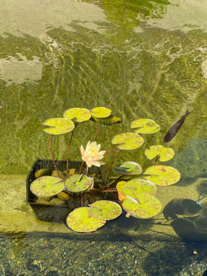 Nymphaea Colorado by markymark