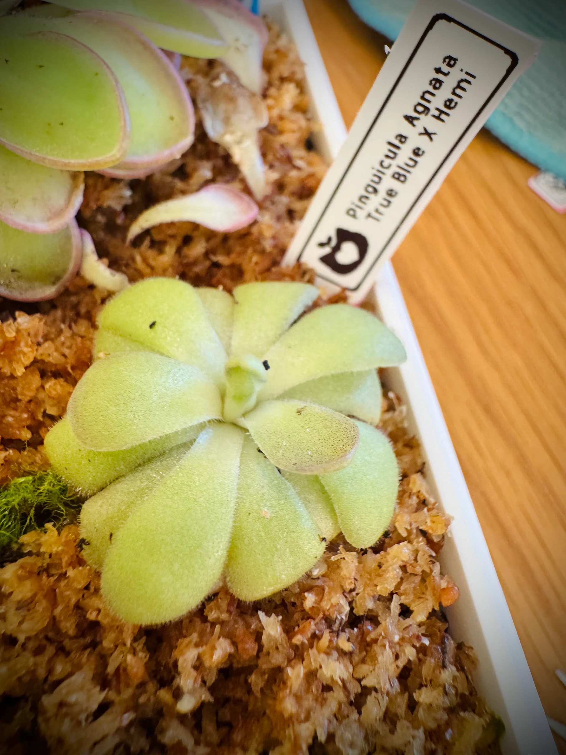 Pinguicula True Blue X Hemi by Labuleaf