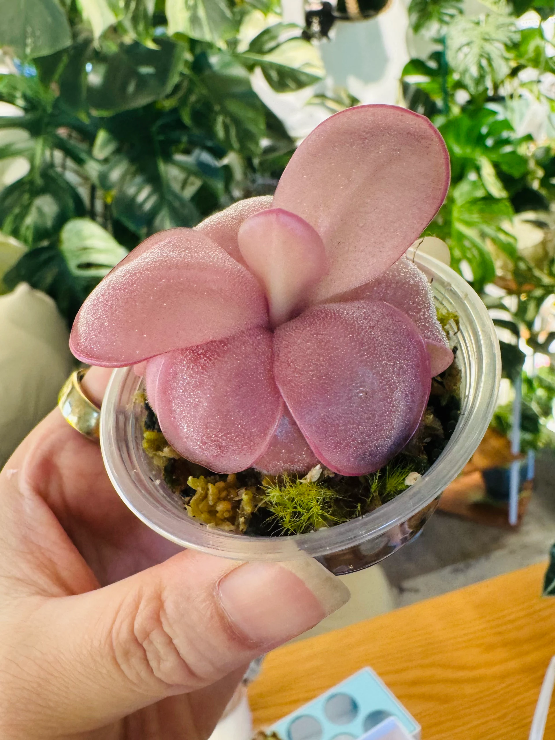 Pinguicula Mehitable by Labuleaf