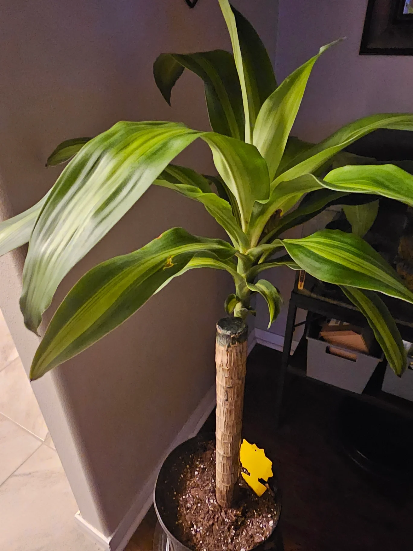 Dracaena fragrans 'Massangeana' by Mslatinatx73