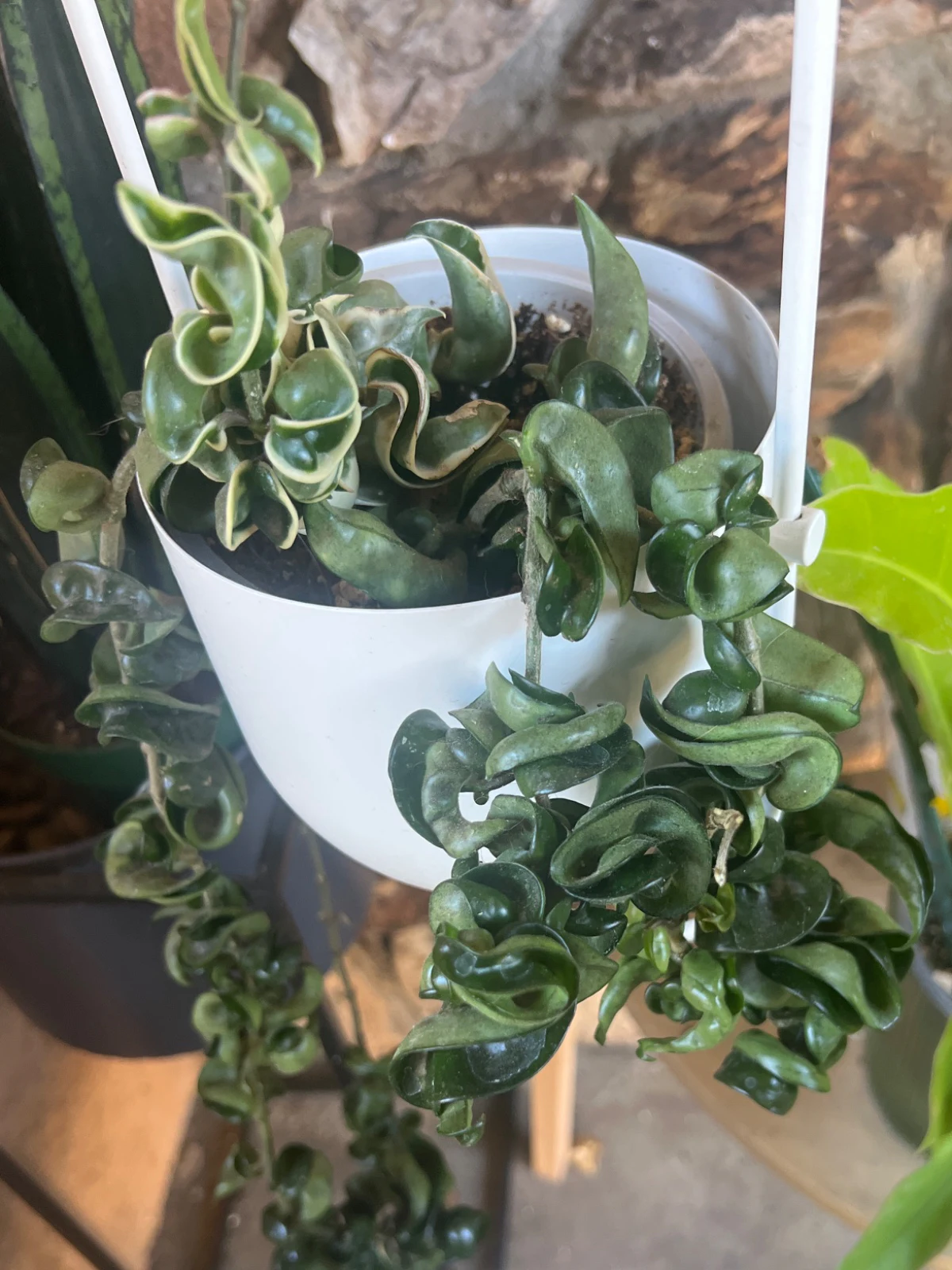 Hoya carnosa + variegated 'Compacta' by alohamora