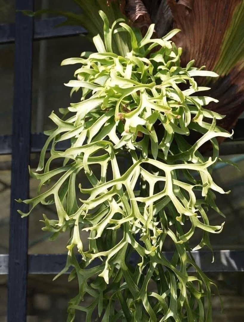 Platycerium Coronarium 'Dragon tree'' by aroot