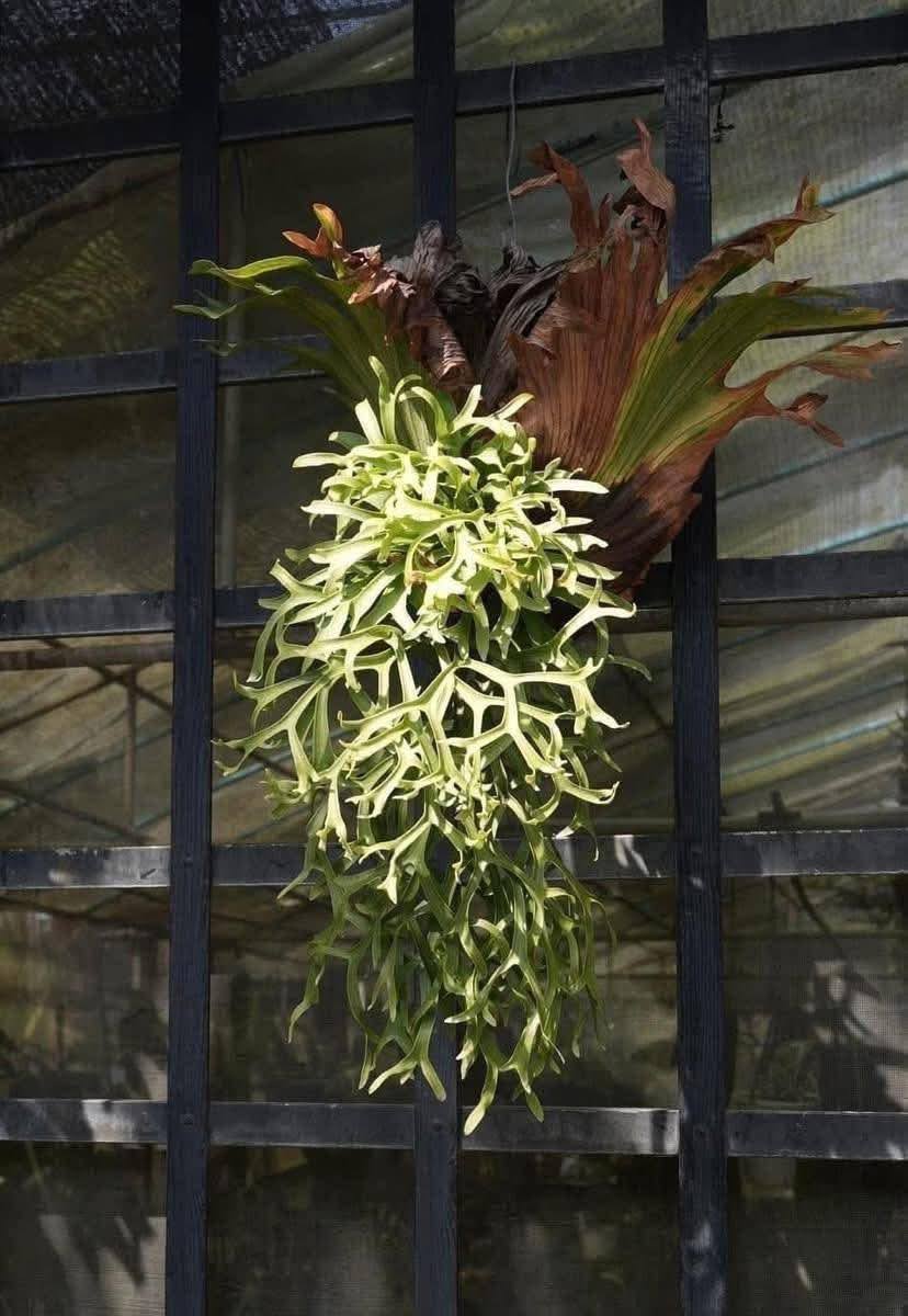 Platycerium Coronarium 'Dragon tree'' by aroot