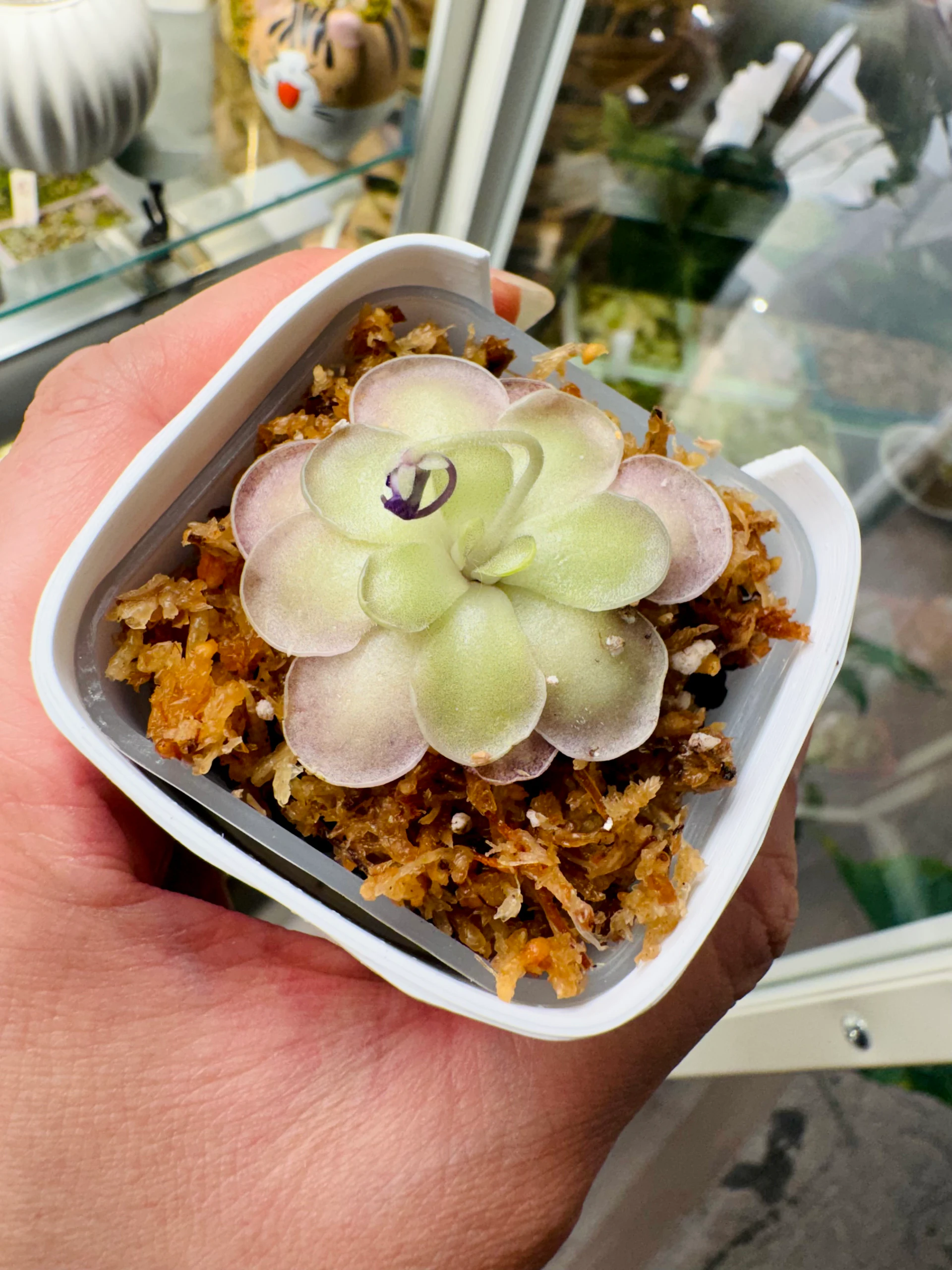 Pinguicula Cyclosecta {El Cielo} by Labuleaf