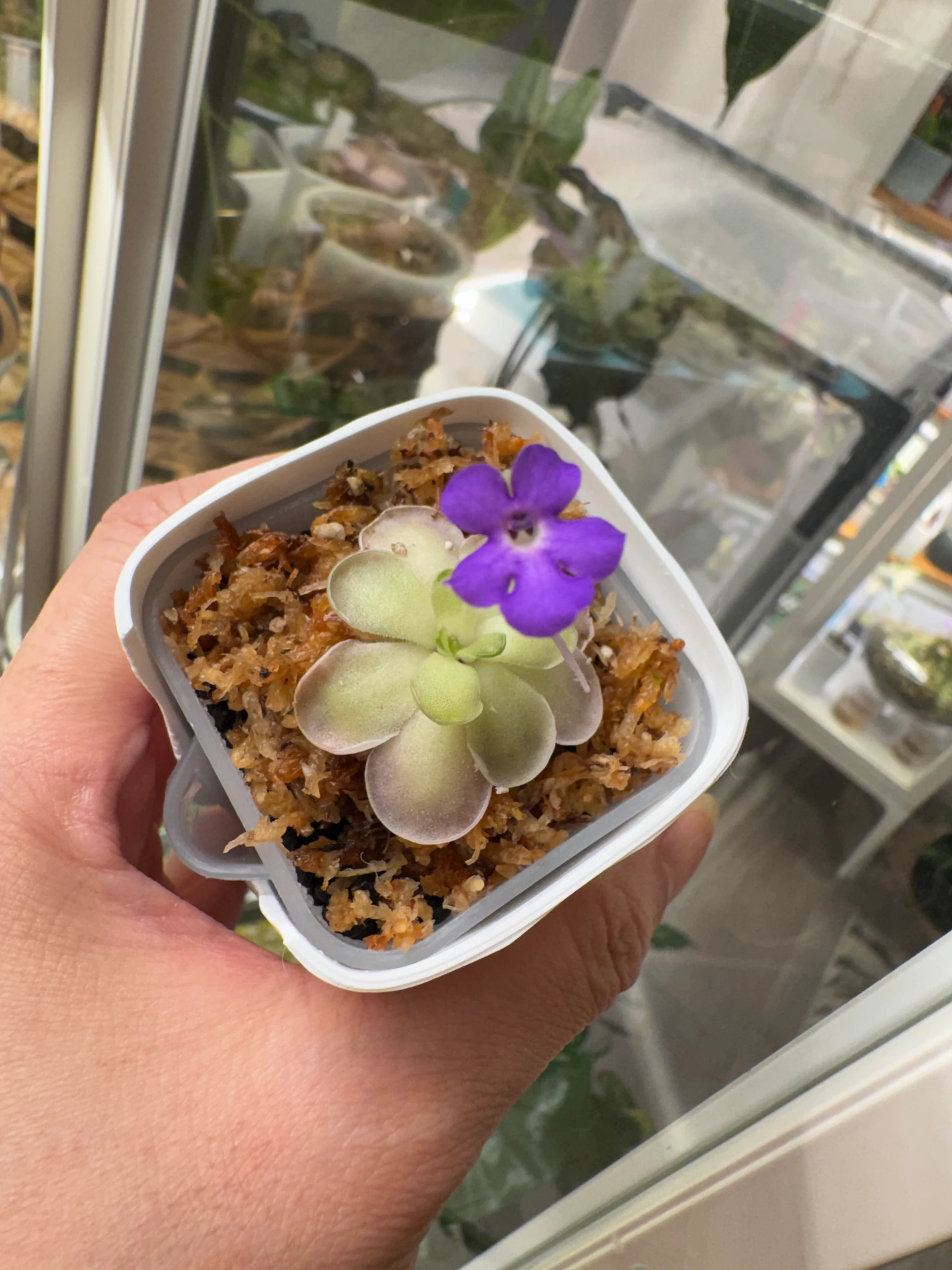 Pinguicula Cyclosecta {El Cielo} by Labuleaf