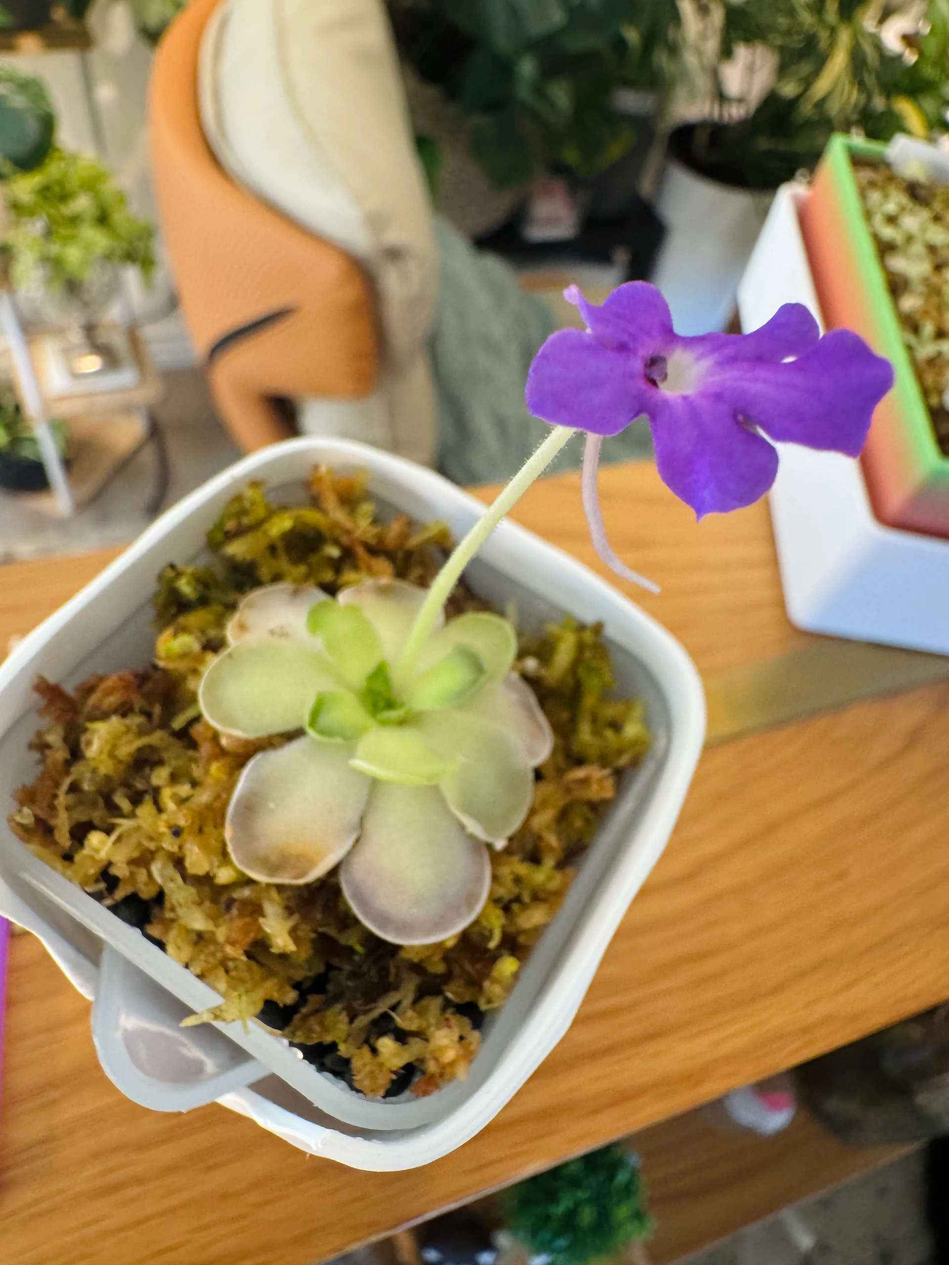 Pinguicula Cyclosecta {El Cielo} by Labuleaf
