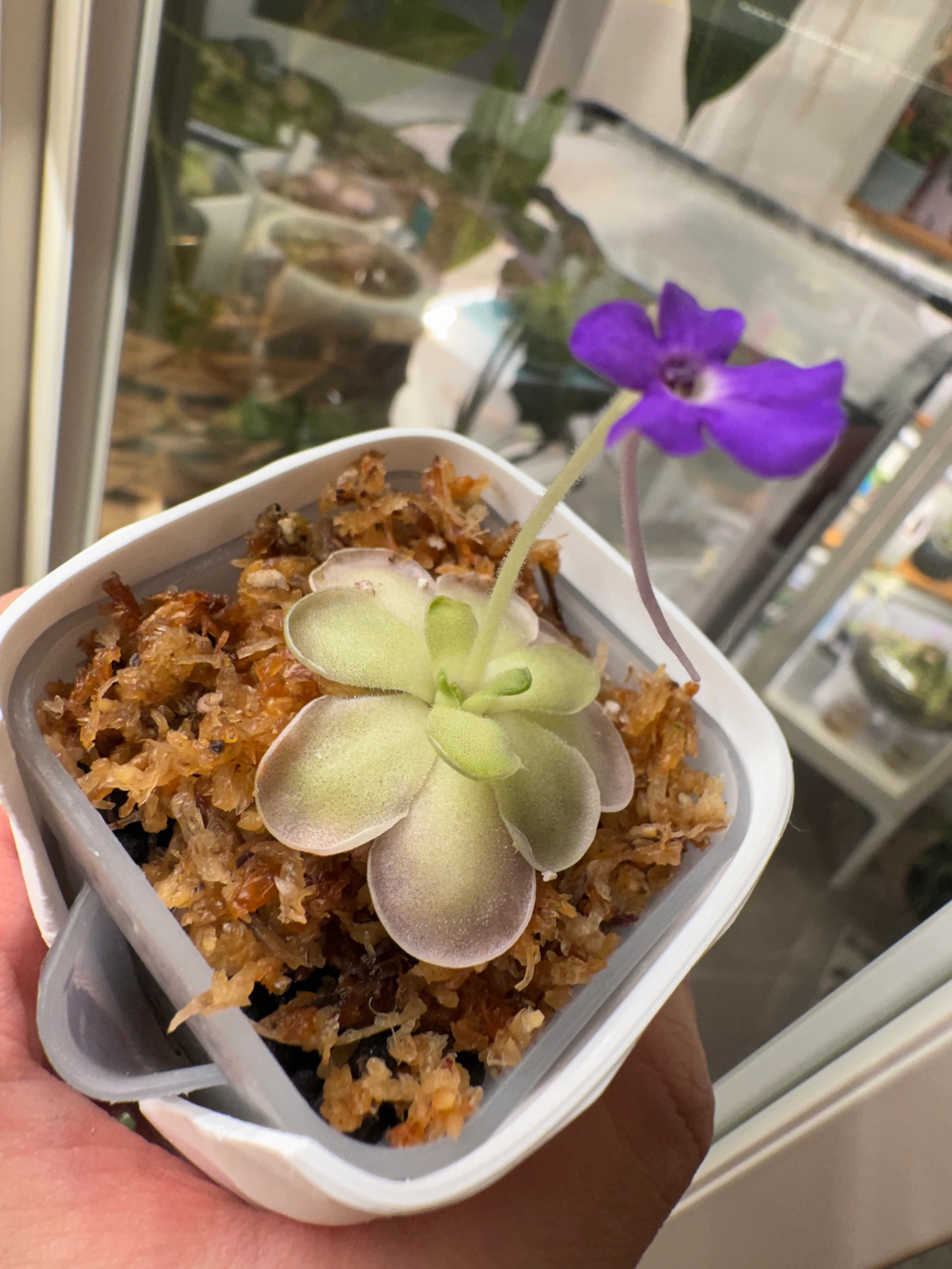 Pinguicula Cyclosecta {El Cielo} by Labuleaf