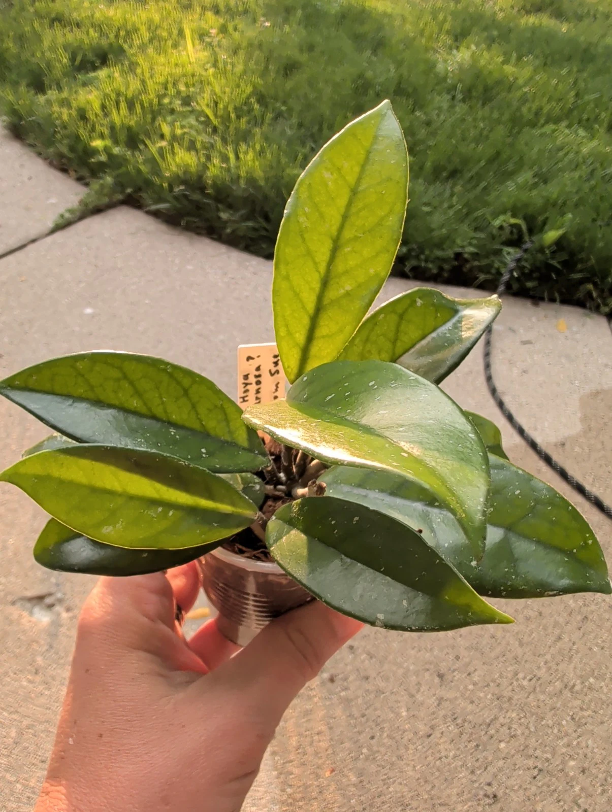 Hoya carnosa by meg