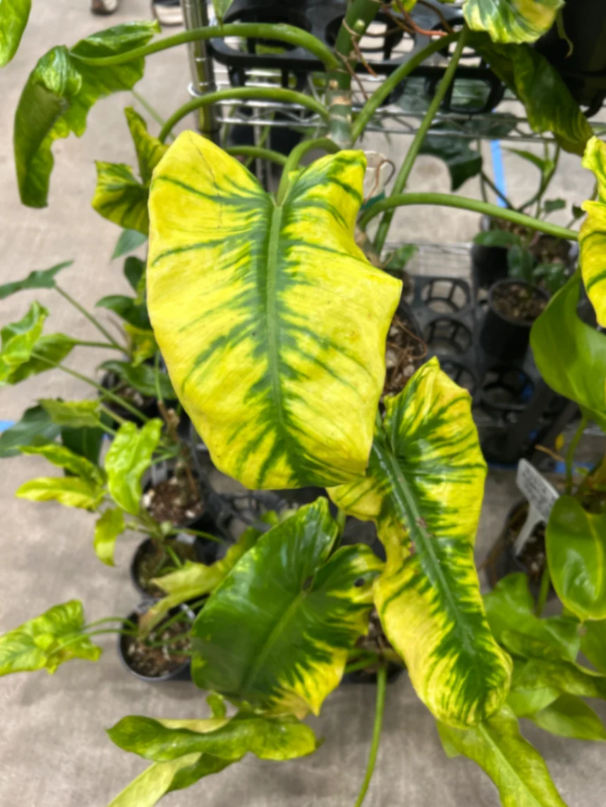 Philodendron burle-marxii 'Variegata' by StephanieT34