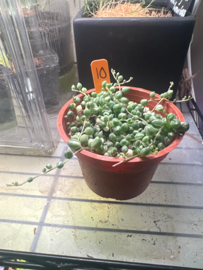 Curio rowleyanus 'Variegatus' by Zharia