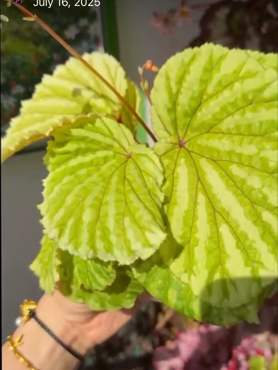 Begonia promethea by NashvilleNDP