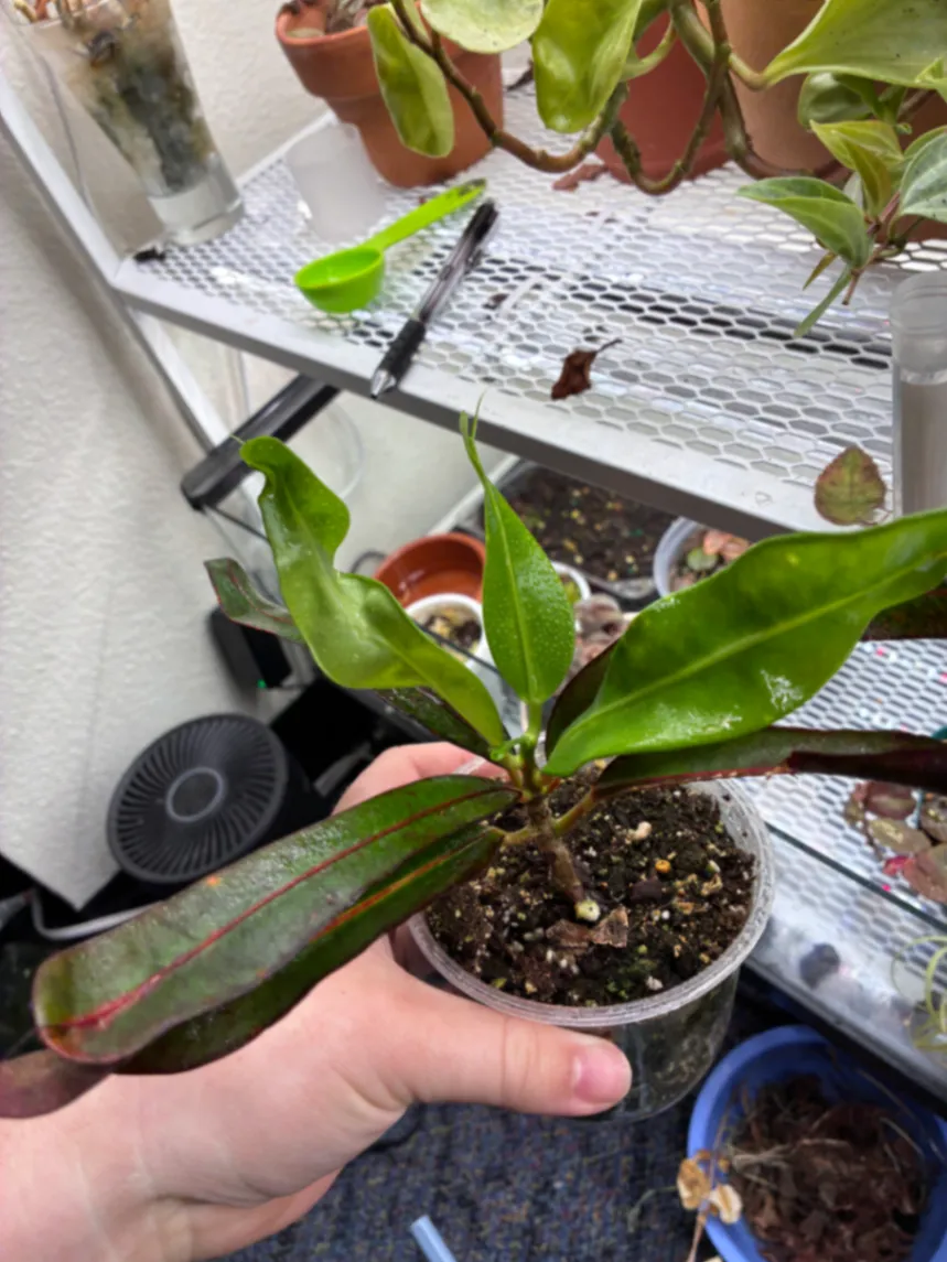 Codiaeum variegatum by lemonlime