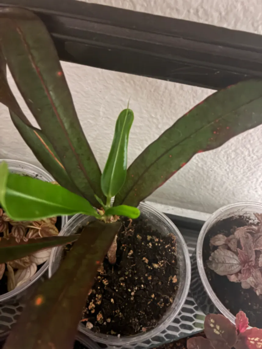Codiaeum variegatum by lemonlime
