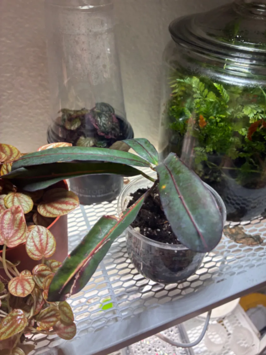 Codiaeum variegatum by lemonlime