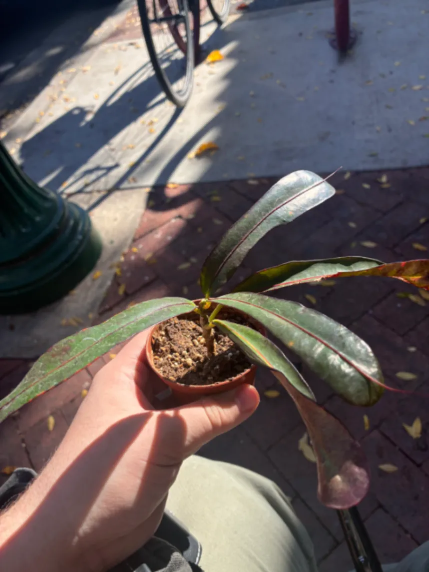 Codiaeum variegatum by lemonlime