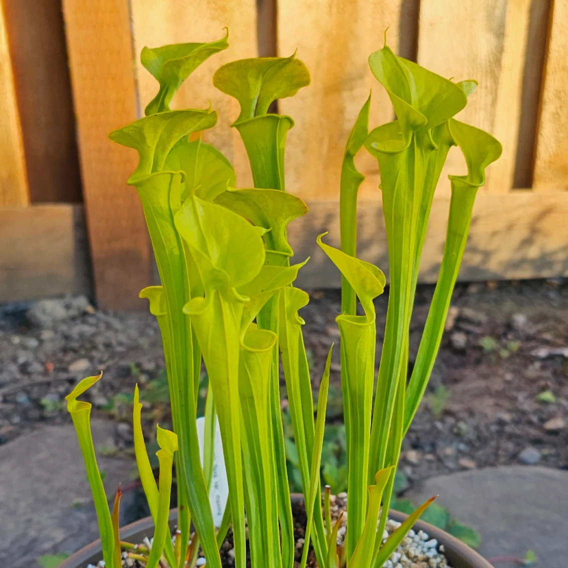 Sarracenia flava by aaaamory