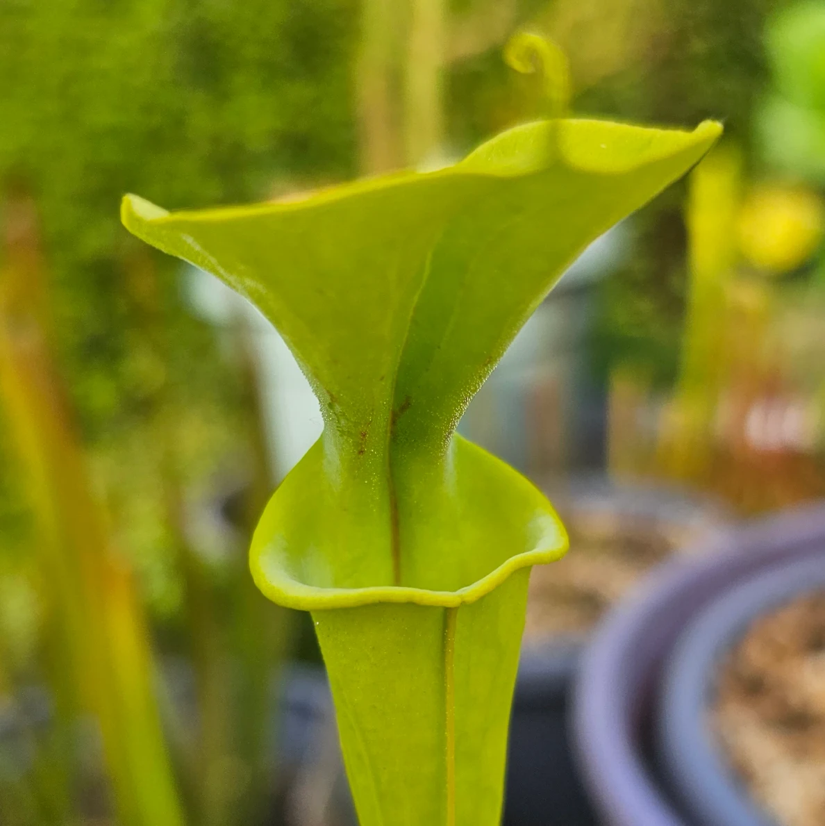 Sarracenia flava by aaaamory