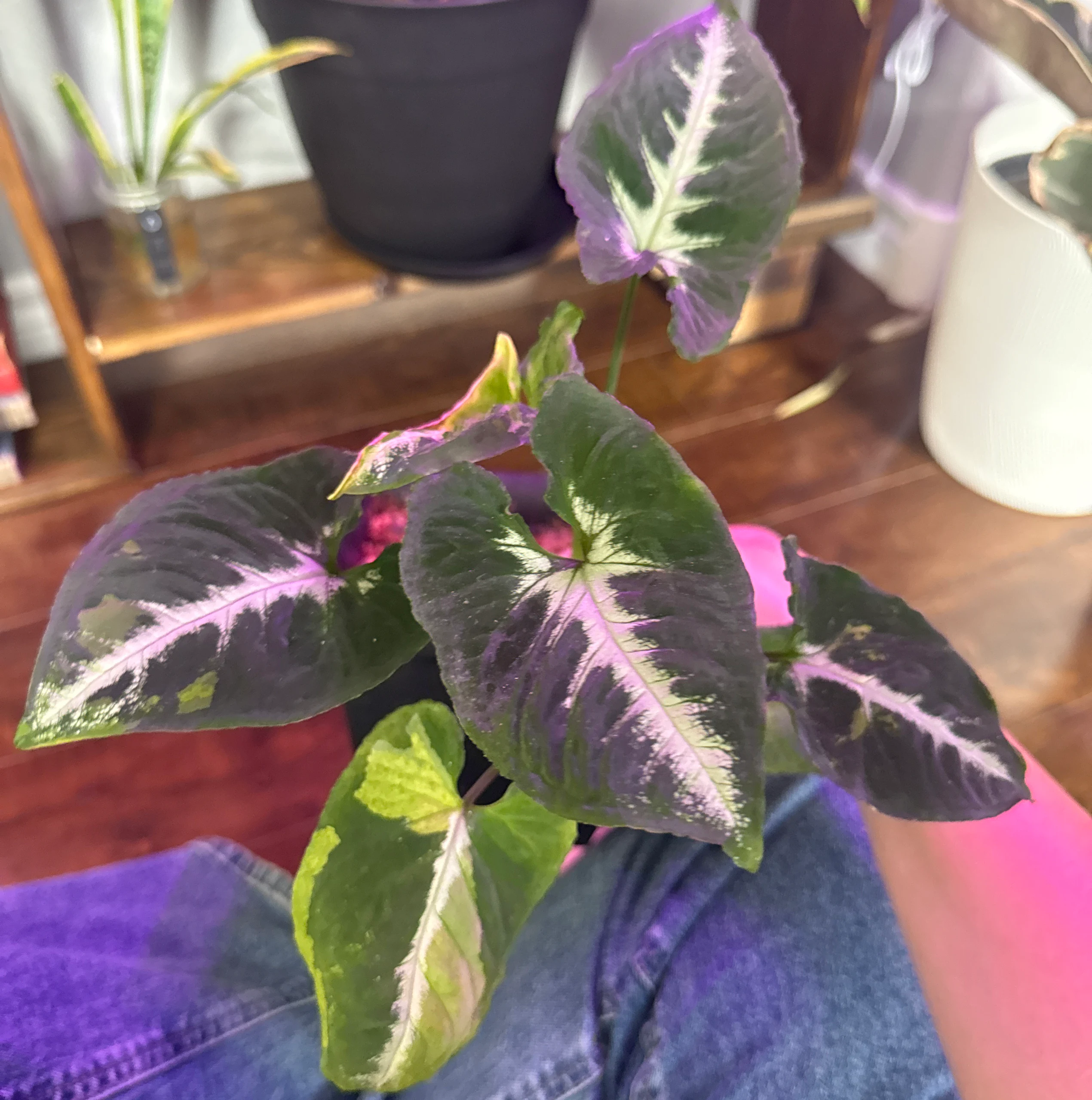 Syngonium podophyllum 'Pink Allusion' by kkalekas