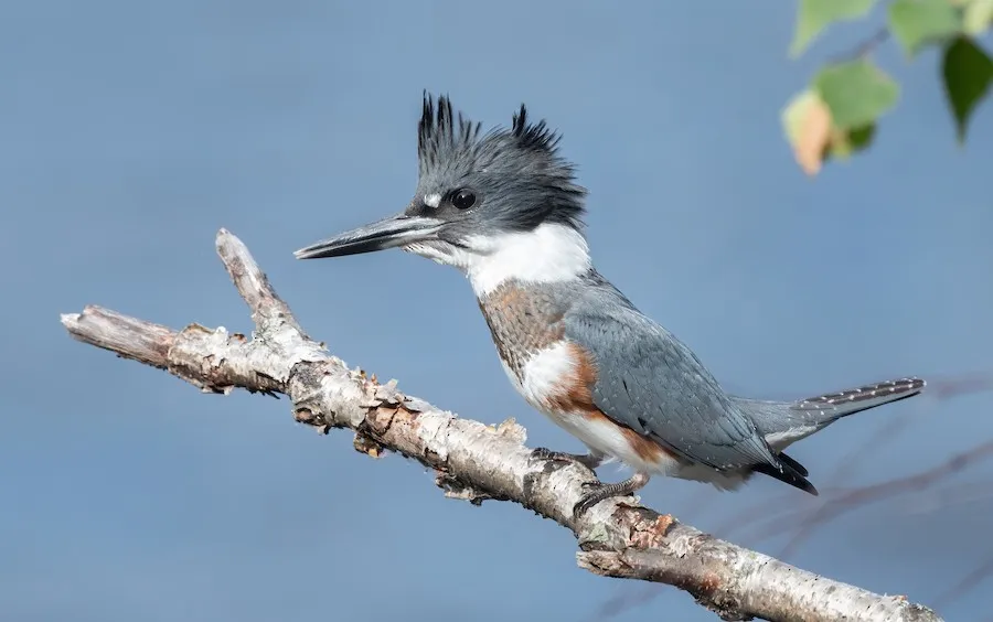 Belted Kingfisher Megaceryle alcyon by genevieve